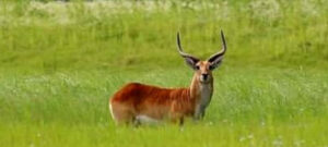 red lechwe