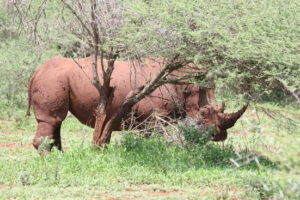 rhino