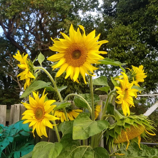 Sunflowers