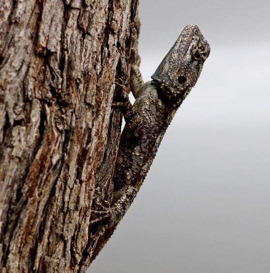 Tree Agama