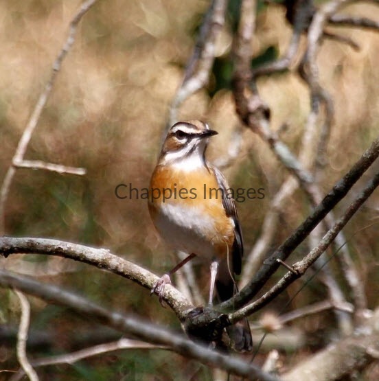 Bearded-scrub Robin