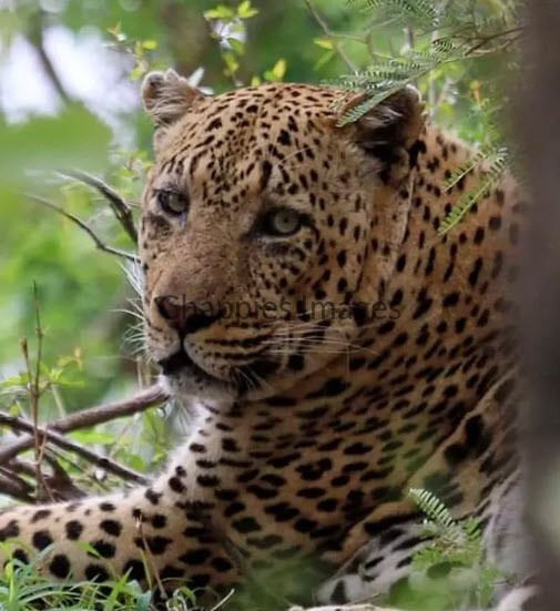Big male Leopard