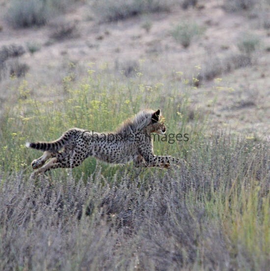 Cheetah cub chasing after its mother