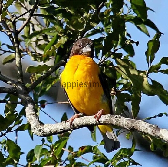 Dark-backed Forest Weaver
