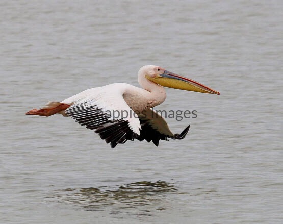 Great-white Pelican