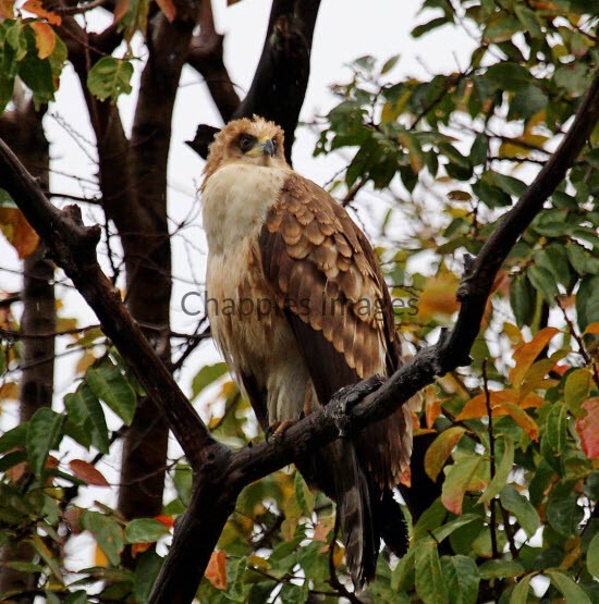 Juvenile African Harrier Hawk