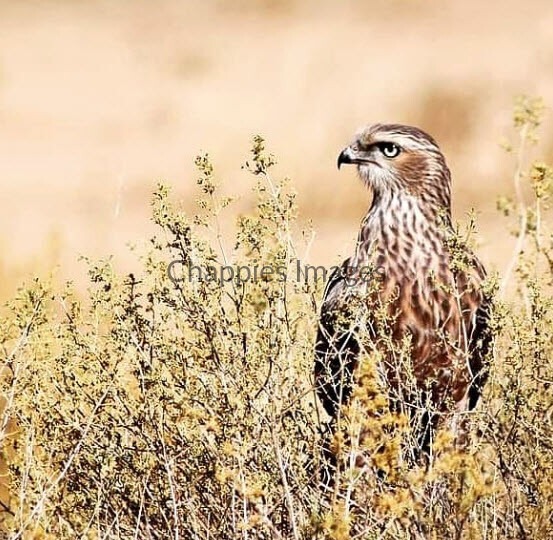 Juvenile PCG