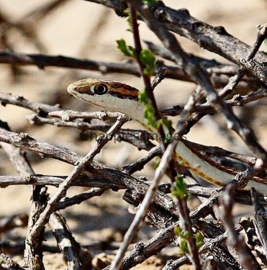 Kalahari sand snake