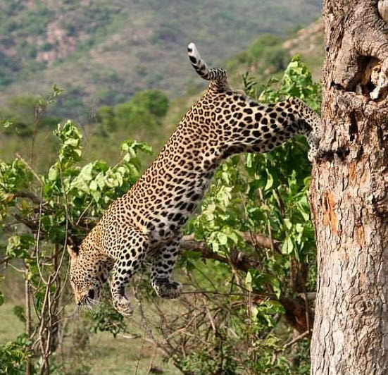 Leopard near Berg n dal
