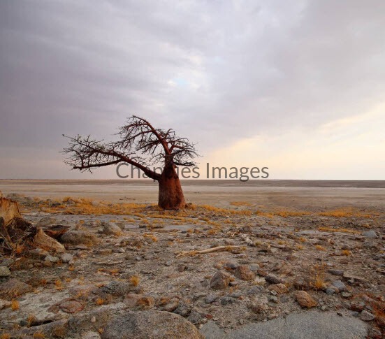 Lone baobab
