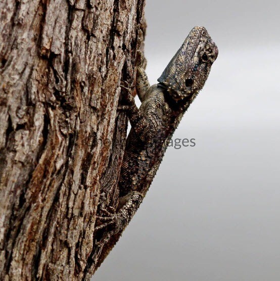 Tree Agama