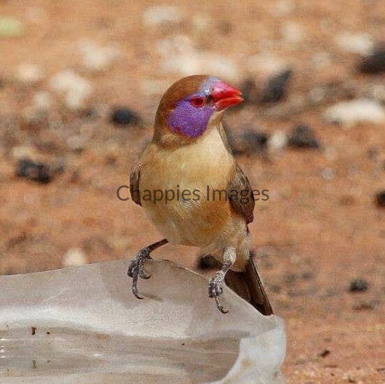Violet-cheeked Waxbill