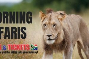 kruger park morning safari sunday special